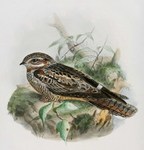 European nightjar, Eurasian nightjar (Caprimulgus europaeus)