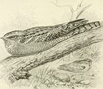 European nightjar, Eurasian nightjar (Caprimulgus europaeus)