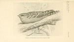 European nightjar, Eurasian nightjar (Caprimulgus europaeus)