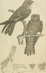 European nightjar, Eurasian nightjar (Caprimulgus europaeus)