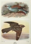 European roller (Coracias garrulus), Eurasian nightjar (Caprimulgus europaeus)