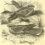 Eurasian nightjar (Caprimulgus europaeus), red-necked nightjar (Caprimulgus ruficollis)