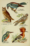 ... garrulus), common hoopoe (Upupa epops), European kingfisher (Alcedo atthis ispida)