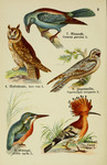 ...aprimulgus europaeus), European roller (Coracias garrulus), common hoopoe (Upupa epops), Europea...