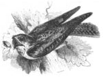 European nightjar, Eurasian nightjar (Caprimulgus europaeus)