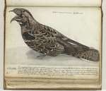 European nightjar, Eurasian nightjar (Caprimulgus europaeus)