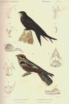 common swift (Apus apus), European nightjar (Caprimulgus europaeus)