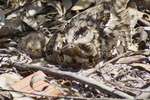 red-necked nightjar (Caprimulgus ruficollis)