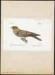 red-necked nightjar (Caprimulgus ruficollis)