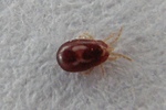 Dermanyssus gallinae (red mite, poultry mite)