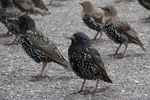 European starling, common starling (Sturnus vulgaris)