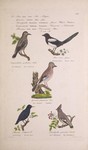 ...mmon magpie (Pica pica), Eurasian jay (Garrulus glandarius), European starling (Sturnus vulgaris