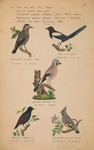 ...mmon magpie (Pica pica), Eurasian jay (Garrulus glandarius), European starling (Sturnus vulgaris...