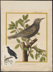 European starling, common starling (Sturnus vulgaris)