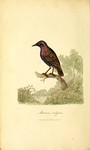 European starling, common starling (Sturnus vulgaris)