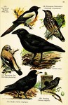 ...s corax), Eurasian jay (Garrulus glandarius), rook (Corvus frugilegus), European starling (Sturn...