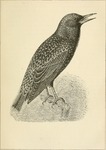 European starling, common starling (Sturnus vulgaris)