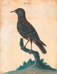 European starling, common starling (Sturnus vulgaris)