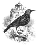 European starling, common starling (Sturnus vulgaris)