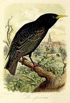 European starling, common starling (Sturnus vulgaris)