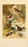 rosy starling (Pastor roseus), European starling (Sturnus vulgaris), white-throated dipper (Cinc...