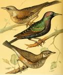 fieldfare (Turdus pilaris), European starling (Sturnus vulgaris), redwing (Turdus iliacus)
