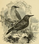 European starling, common starling (Sturnus vulgaris)