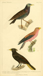 common starling (Sturnus vulgaris), broad-billed roller (Eurystomus glaucurus), crested oropendo...