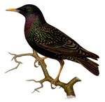 European starling, common starling (Sturnus vulgaris)