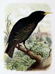 European starling, common starling (Sturnus vulgaris)