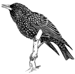 European starling, common starling (Sturnus vulgaris)