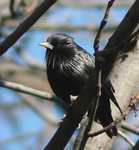 spotless starling (Sturnus unicolor)