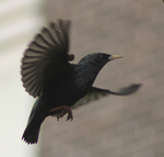 spotless starling (Sturnus unicolor)