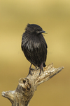 spotless starling (Sturnus unicolor)