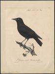 spotless starling (Sturnus unicolor)