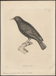 spotless starling (Sturnus unicolor)