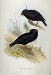 spotless starling (Sturnus unicolor)