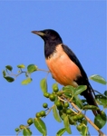 rosy starling (Pastor roseus)