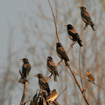 rosy starling (Pastor roseus)