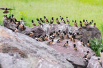 rosy starling (Pastor roseus)