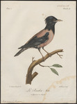 rosy starling (Pastor roseus)