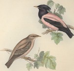 rosy starling (Pastor roseus)