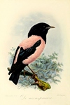 rosy starling (Pastor roseus)