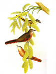 rosy minivet (Pericrocotus roseus)