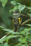 rosy minivet (Pericrocotus roseus) female