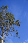 crested oropendola (Psarocolius decumanus)