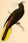 crested oropendola (Psarocolius decumanus)