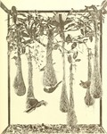 crested oropendola (Psarocolius decumanus)
