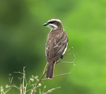 piratic flycatcher (Legatus leucophaius)