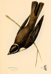 piratic flycatcher (Legatus leucophaius)